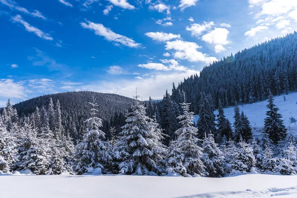 Abetos Nevados Colina Con Cielo Azul — Foto de Stock