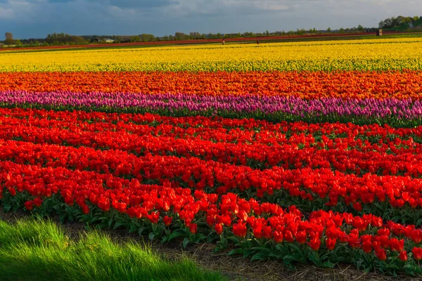 Widok Kwitnące Tulipany Rośnie Dziedzinie Plantacji — Zdjęcie stockowe