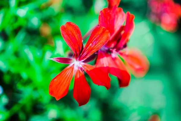 Nahaufnahme Von Erstaunlichen Bunten Blühenden Blumen — Stockfoto