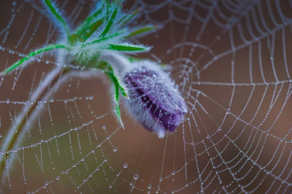 Örümcek Ağı Ile Çiğ Damlaları Mor Çiçek Görüntüsünü Kapatmak — Stok fotoğraf