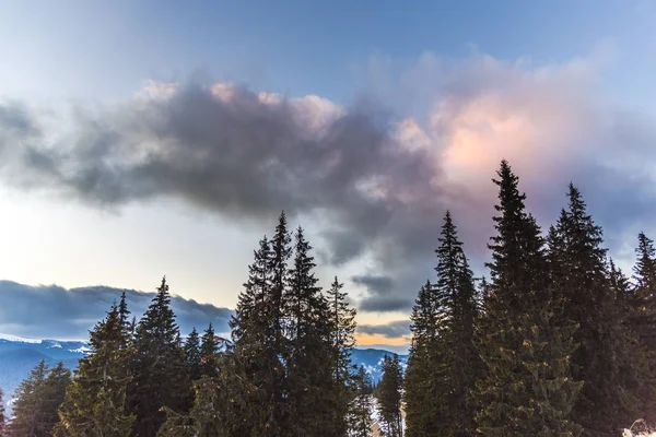 Increíble Vista Naturaleza Con Pinos Cielo Nublado — Foto de Stock