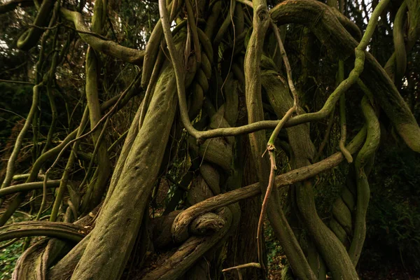 Корни Деревьев Лесу — стоковое фото
