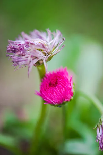 Close Amazing Tender Blooming Flowers — Stock Photo, Image