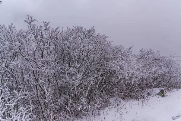Заснеженные Деревья Ветви Зимнем Лесу — стоковое фото