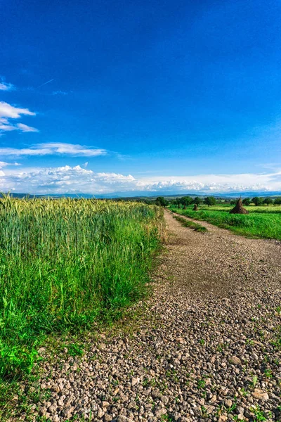 Sporen Het Tarwe Veld — Stockfoto