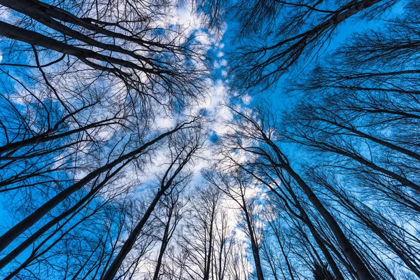 Stromy Proti Modré Obloze — Stock fotografie