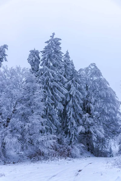 Árboles Ramas Cubiertos Nieve Bosque Invernal —  Fotos de Stock