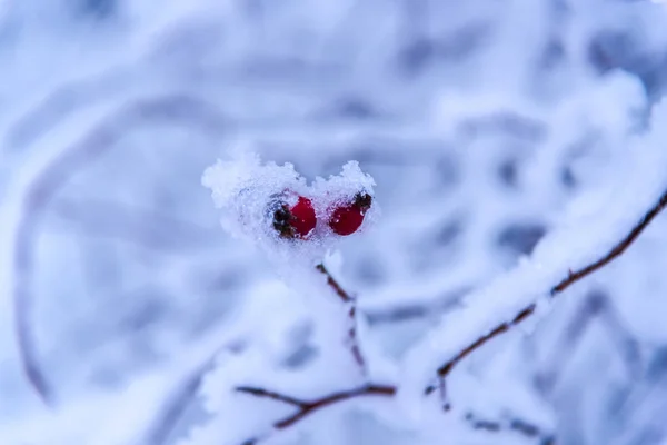 Замерзшая Природа — стоковое фото