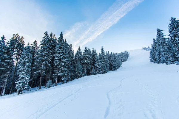 Fantastisk Natur Visa Med Pinjeträd Och Molnig Himmel Bakgrund — Stockfoto