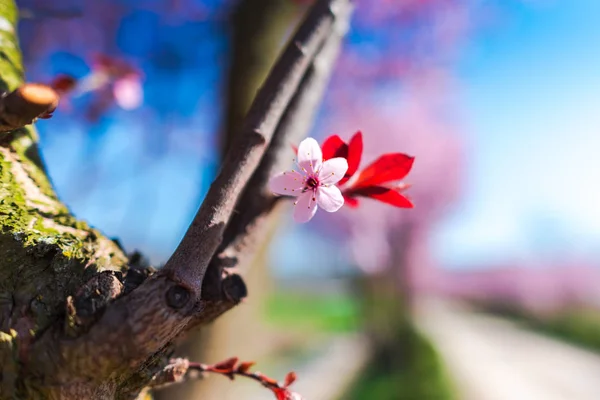 Kersenboom Tak Met Bloesem Close — Stockfoto