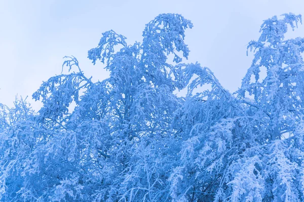 Pokryte Śniegiem Pełnego Drzew Mglisty Las — Zdjęcie stockowe