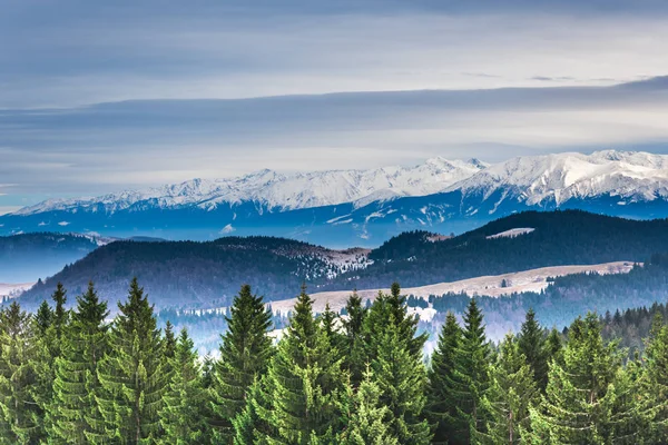 Increíble Vista Naturaleza Con Pinos Cielo Nublado — Foto de Stock