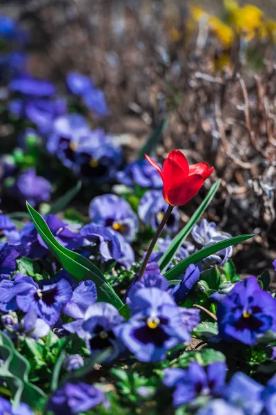 驚くほど柔らかい咲く花のクローズ アップ — ストック写真