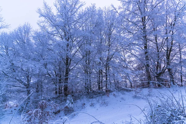 满雪覆盖的树木和雾蒙蒙的森林 — 图库照片