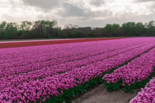 View Blooming Tulips Growing Plantation Field — Stock Photo, Image