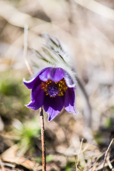 Close Van Verbazingwekkende Kleurrijke Bloeiende Bloem — Stockfoto