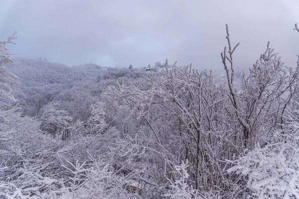 Árboles Ramas Cubiertos Nieve Bosque Invernal —  Fotos de Stock