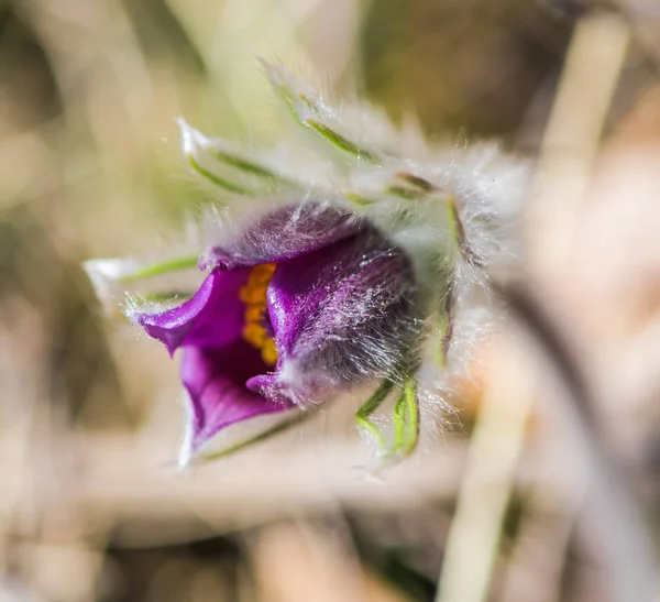 Närbild Fantastiska Färgglada Blommande Blomma — Stockfoto