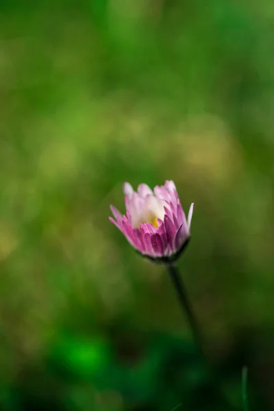 Close Van Verbazingwekkende Kleurrijke Bloeiende Bloem — Stockfoto