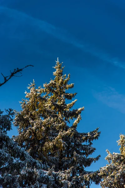 Çam ağaçları ve bulutlu gökyüzü arka plan şaşırtıcı doğa manzaralı