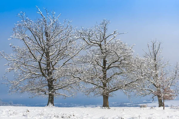 Snow Covered Trees Branches Wintry Forest — Zdjęcie stockowe