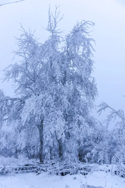 Árboles Ramas Cubiertos Nieve Bosque Invernal —  Fotos de Stock