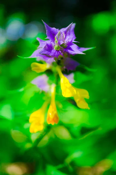 Nanılmaz Renkli Çiçek Açan Çiçek Yakın Çekim — Stok fotoğraf