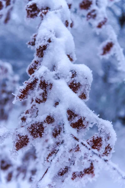 Árvores Nuas Cobertas Neve Galhos Floresta Invernal — Fotografia de Stock