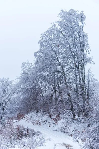 Snow Covered Trees Branches Wintry Forest — 스톡 사진