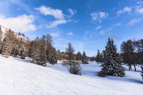 Удивительный вид на природу с сосновыми деревьями и облачным небом
