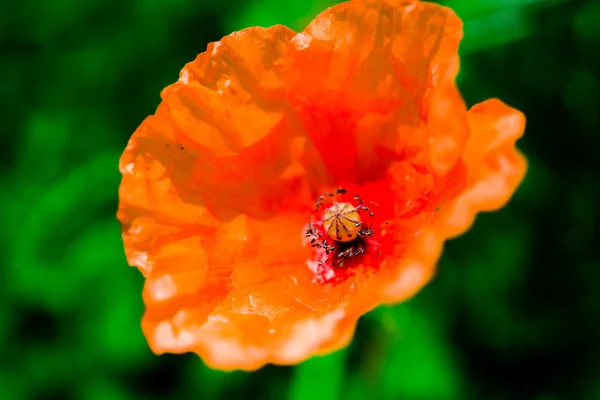 Primo Piano Incredibile Fiore Colorato Fioritura — Foto Stock