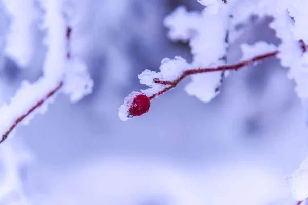 Natureza Congelada Vista Panorâmica — Fotografia de Stock