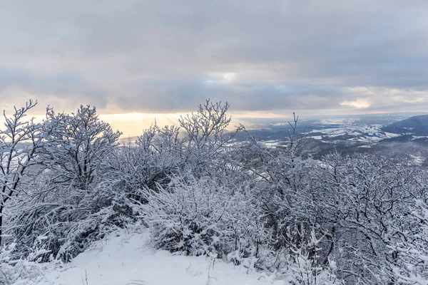 Hóval Borított Fák Ágak Téli Erdőben — Stock Fotó