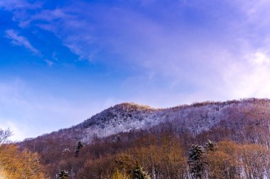 Yüksek ağaçlar ile Amazing dağ manzarası