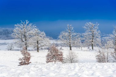 Karla kaplı ağaçlar ve dalları kış orman
