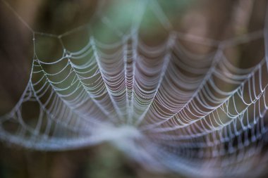 örümcek ağı çiğ damlaları ile kadeh yukarıya kapatmak