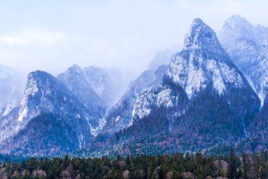 Çam ağaçları ve bulutlu gökyüzü arka plan şaşırtıcı doğa manzaralı