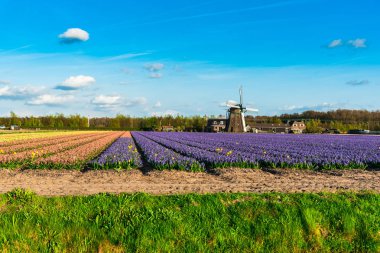 Renkli çiçeklerile parlak alanda eski retro değirmen