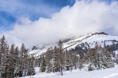 Çam ağaçları ve bulutlu gökyüzü arka plan şaşırtıcı doğa manzaralı