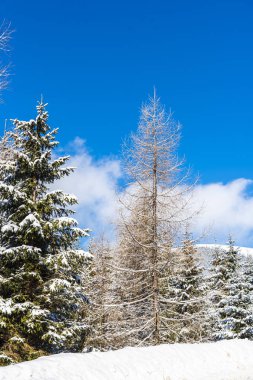 Karla kaplı ağaçlar ve dalları kış orman
