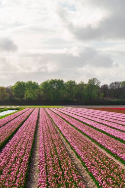çiçek açan lale ekimi sahasında büyüyen görünümünü