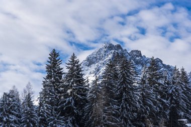 Çam ağaçları ve bulutlu gökyüzü arka plan şaşırtıcı doğa manzaralı