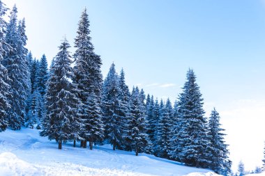 Karla kaplı ağaçlar ve dalları kış orman