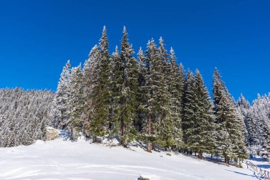 Karla kaplı ağaçlar ve dalları kış orman
