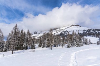 Çam ağaçları ve bulutlu gökyüzü arka plan şaşırtıcı doğa manzaralı