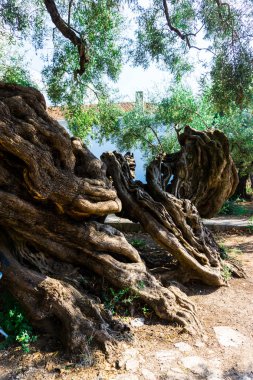 büyük büyük ağaç kökleri, arka planda göl 