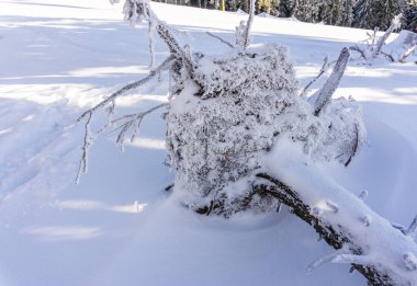 Karla kaplı ağaçlar ve dalları kış orman