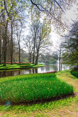 ağaçlar ve bitkiler ve nehir suyu ile bahar parkı doğa 