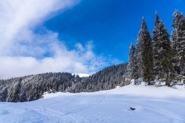 Çam ağaçları ve bulutlu gökyüzü arka plan şaşırtıcı doğa manzaralı