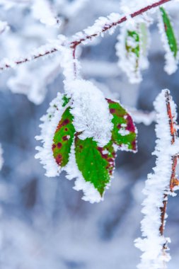 dondurulmuş ağaç dalları yakın 